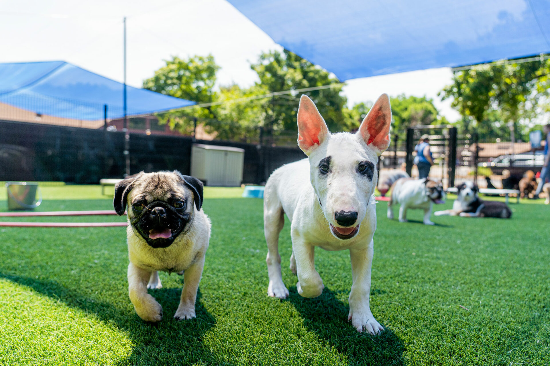 Happy dogs walking outside