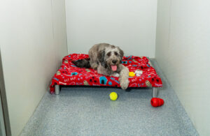 Cute dog laying in a kennelwood private villa