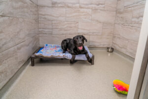 Cute dog laying in a kennelwood private villa