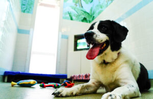 Happy dog in a kennelwood private villa