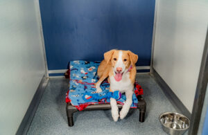 Happy dog at a deluxe Kennelwood Suite