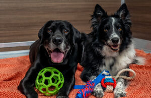 Happy dog at a deluxe Kennelwood Suite