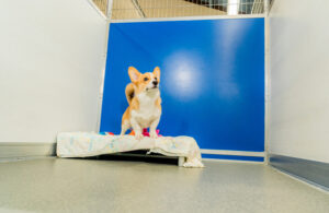 Happy dog in a deluxe suite