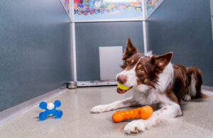 Dog chewing on toy at Kennelwood St. Peters location