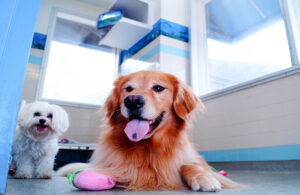 Happy dog at the St. Peters kennelwood location