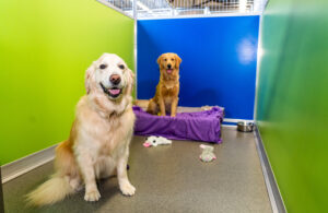 Happy dogs at the St. Peters kennelwood location
