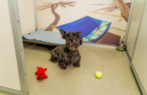 Happy dog at the St. Peters kennelwood location