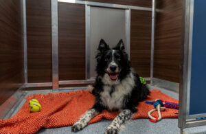 Happy dog at a Standard Kennelwood Suite