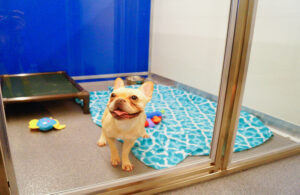 Happy dog at a Standard Kennelwood Suite
