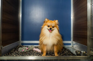 Smiling dog at a kennelwood Studio