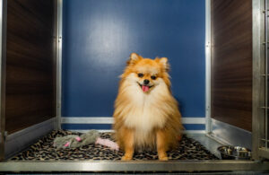 Smiling dog at a kennelwood Studio