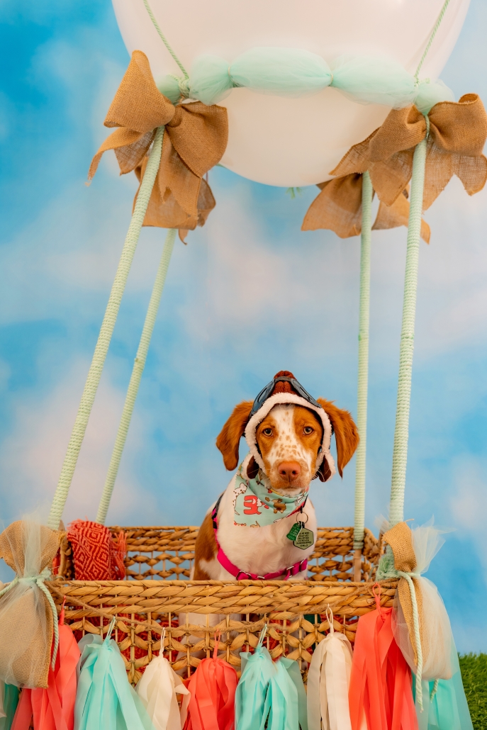 Dog in tiny hot air balloon