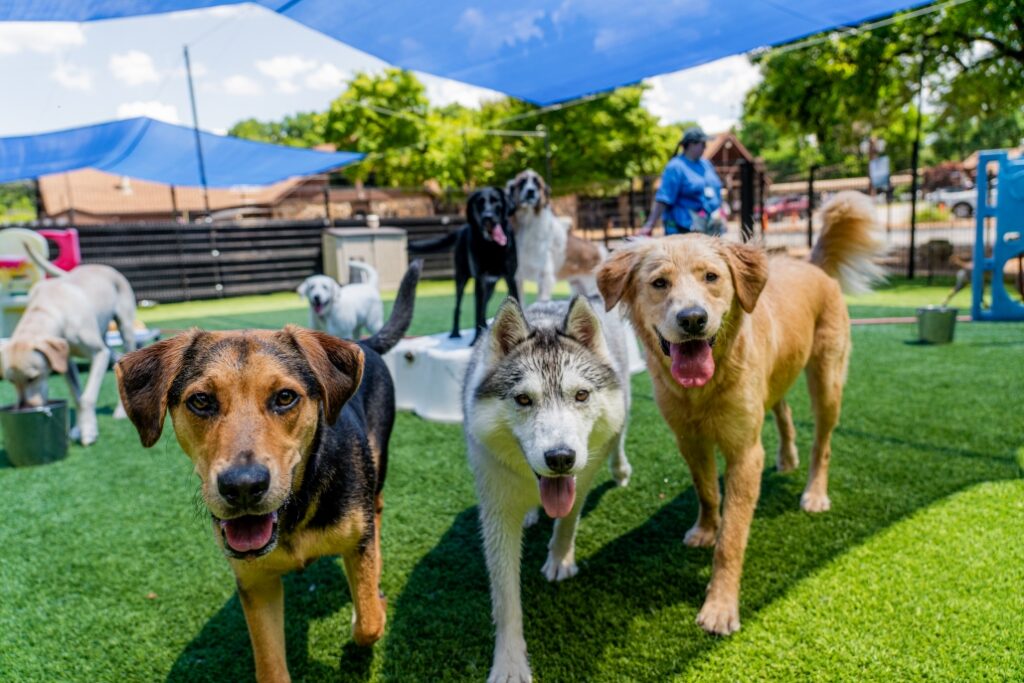 Several happy dogs at a dogpark playing together