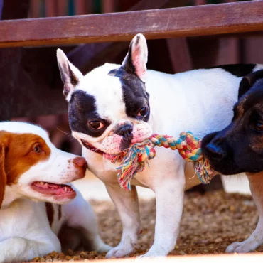 3 happy dogs smiling