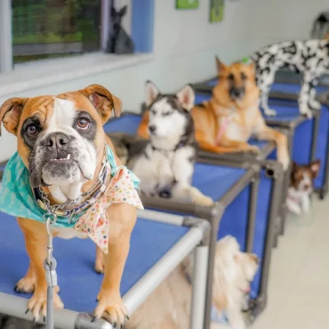 A row of dogs laying on cots