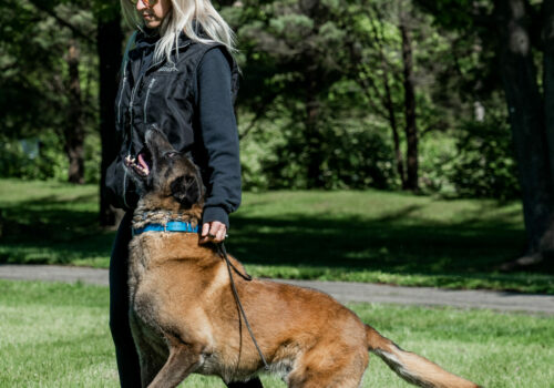 A trainer playing with a dog on a walk