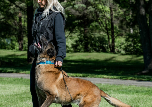 DSC9105-2 A trainer playing with a dog on a walk