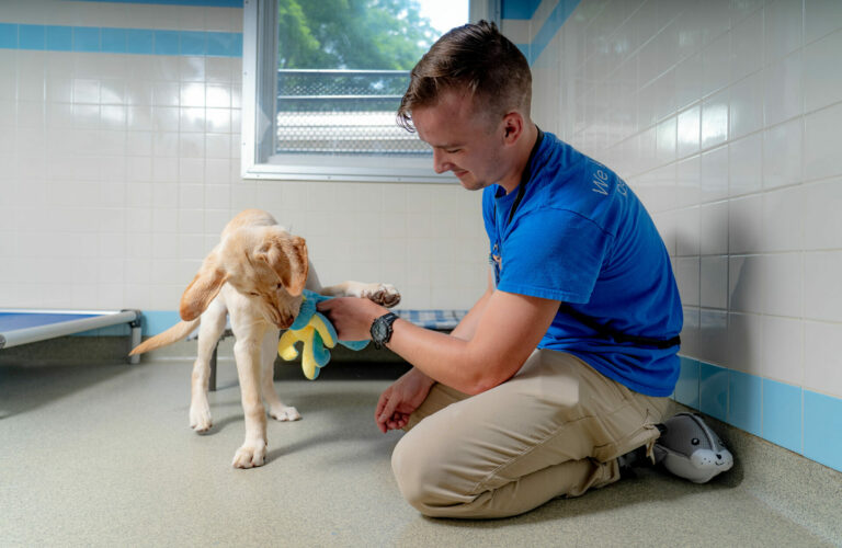 A kennelwood trainer plays with a dog in a kennel