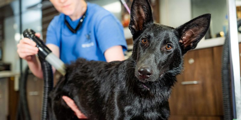 Dog being groomed by a Kennelwood groomer